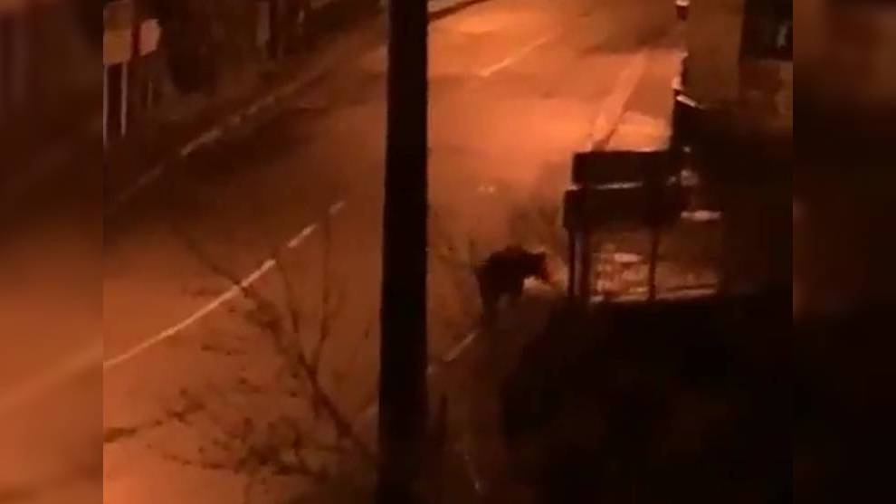 Captan a un oso paseando tranquilamente por las calles de Asturias