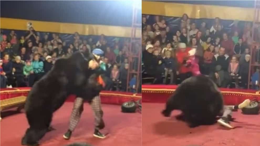 VIDEO: el feroz ataque de un oso a su entrenador en un espectáculo de circo