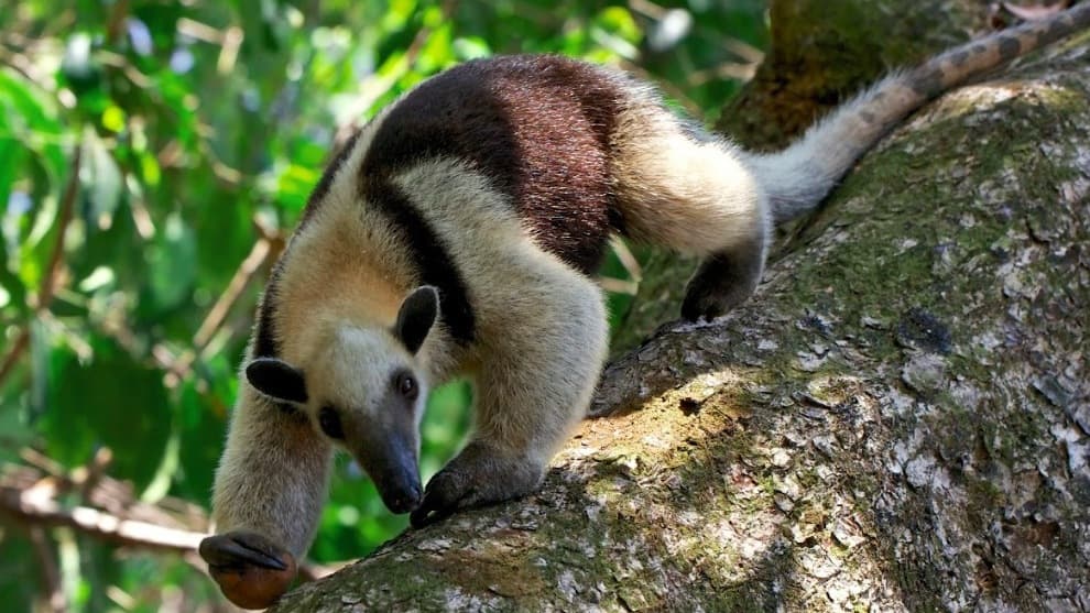 Conmoción en Antioquia por el brutal maltrato a un oso hormiguero