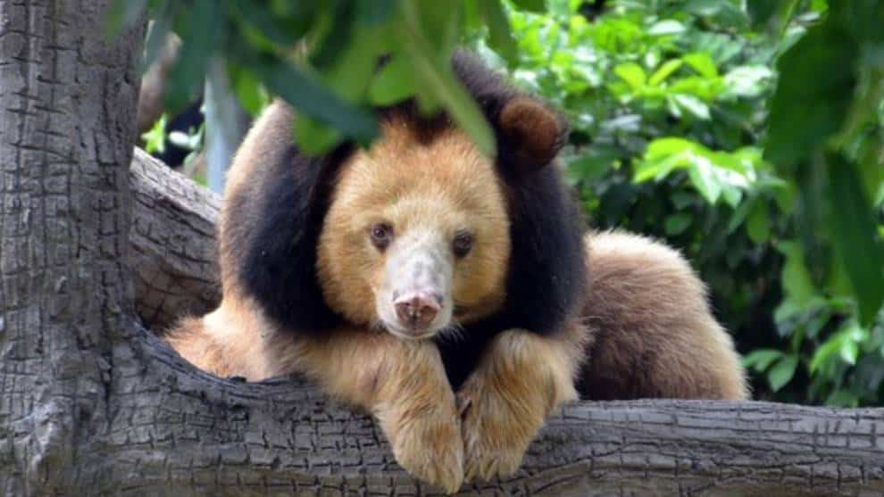 ¿Es un oso o un león? Conozca el origen de esta peculiar especie