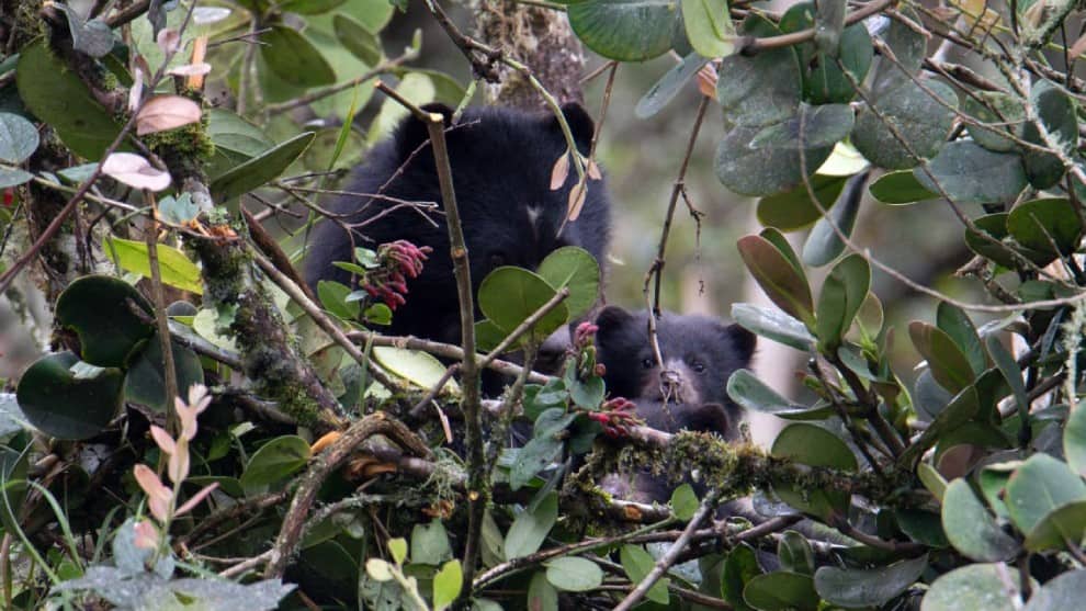 Mágico encuentro con los osos de anteojos en Cundinamarca