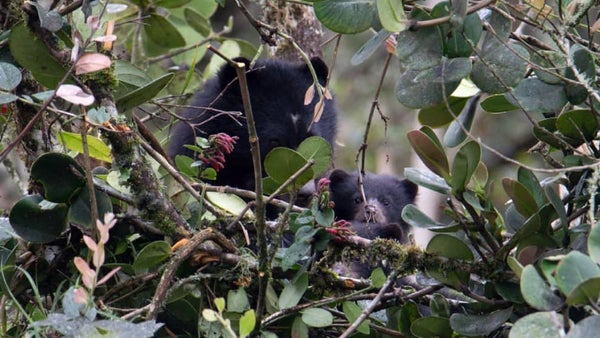 Mágico encuentro con los osos de anteojos en Cundinamarca