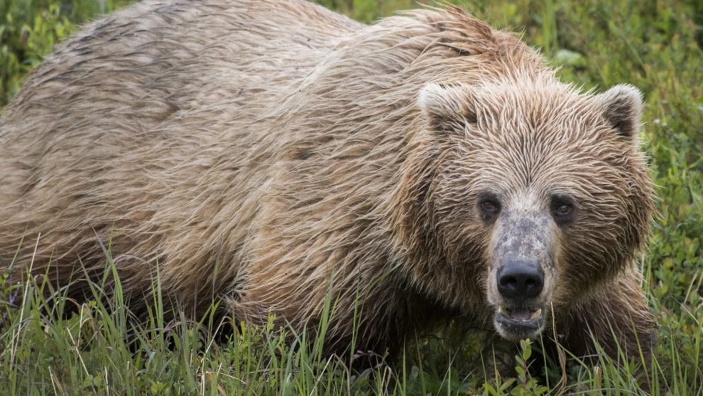 Según los productores del programa, los osos nunca son obligados a participar en las pruebas.
