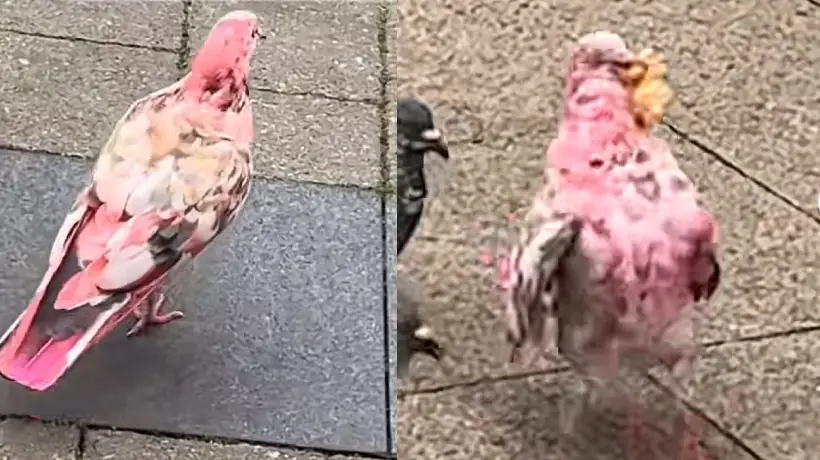 Video: curiosa paloma rosada camina por las calles de Bury, Inglaterra, y se roba la mirada de los espectadores