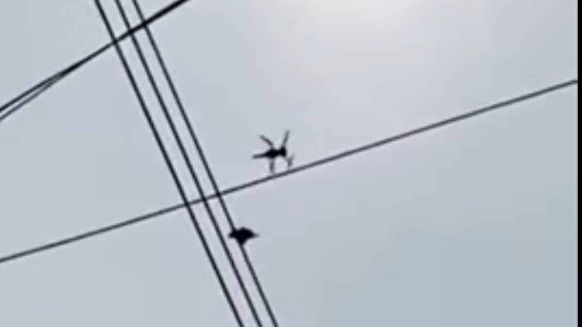 Rescate de una paloma con un dron