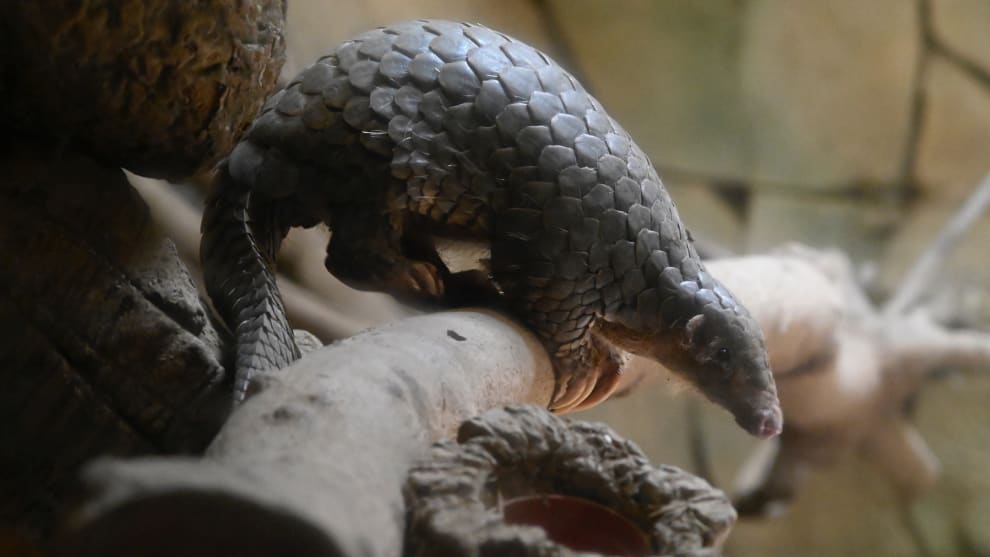 Foto: AFP Pangolín, el animal transmisor del coronavirus