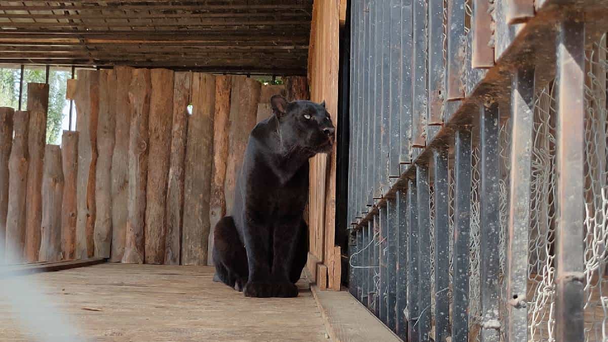 Foto: Referencia Pixabay. Pantera negra.