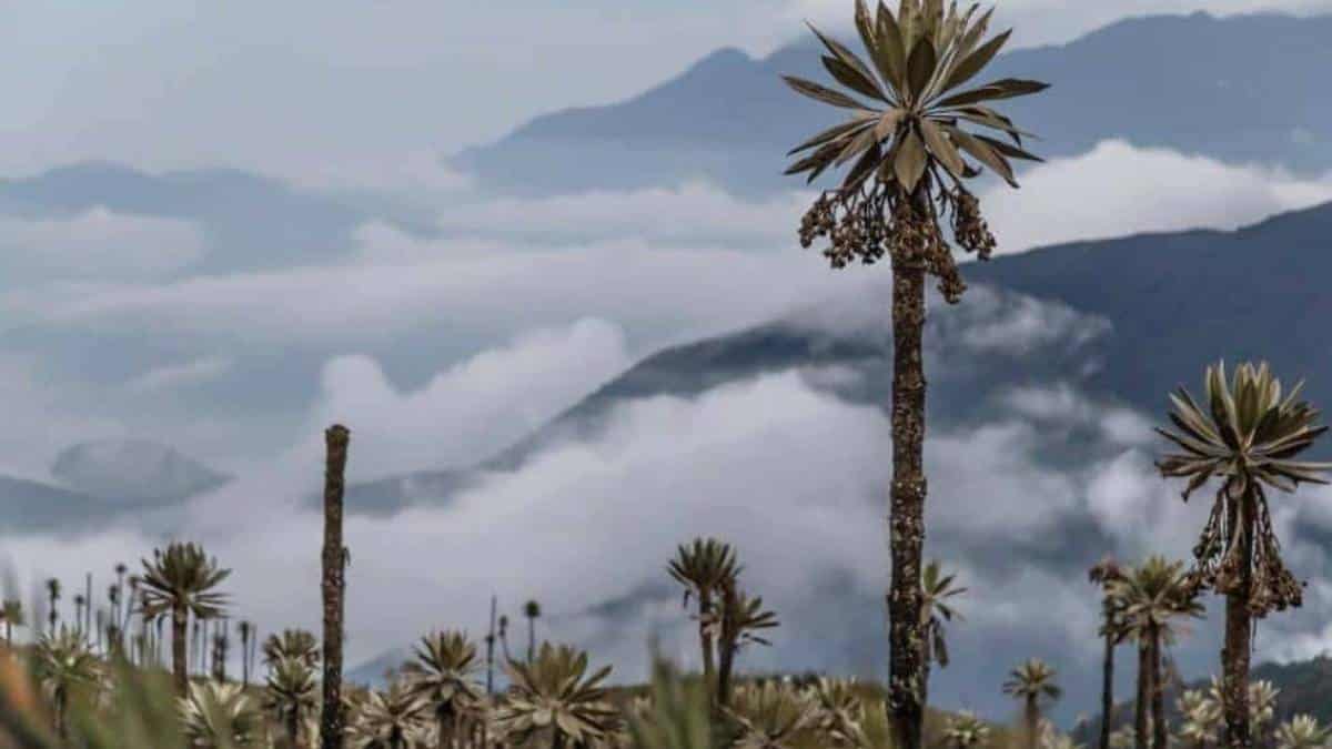 Construcción de ecohotel en el Páramo de Chingaza