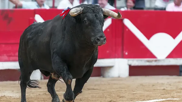 Proyecto que busca prohibir las corridas de Toros en Colombia, a un paso de ser ley