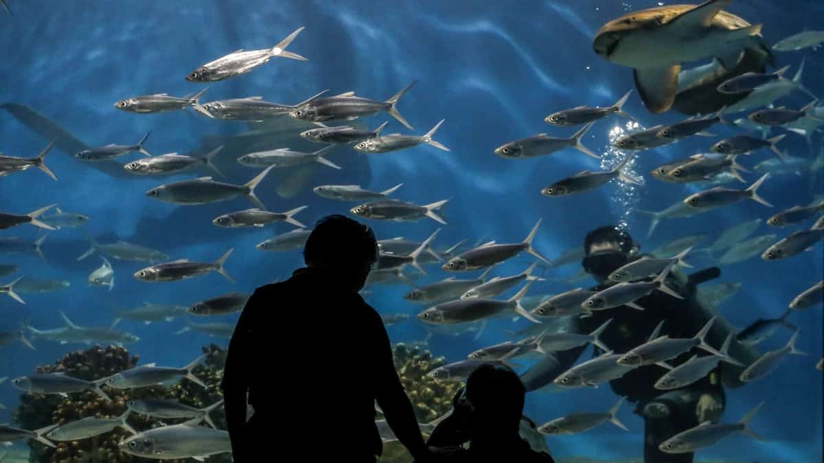 Los peces son buenos para las matemáticas, según estudio