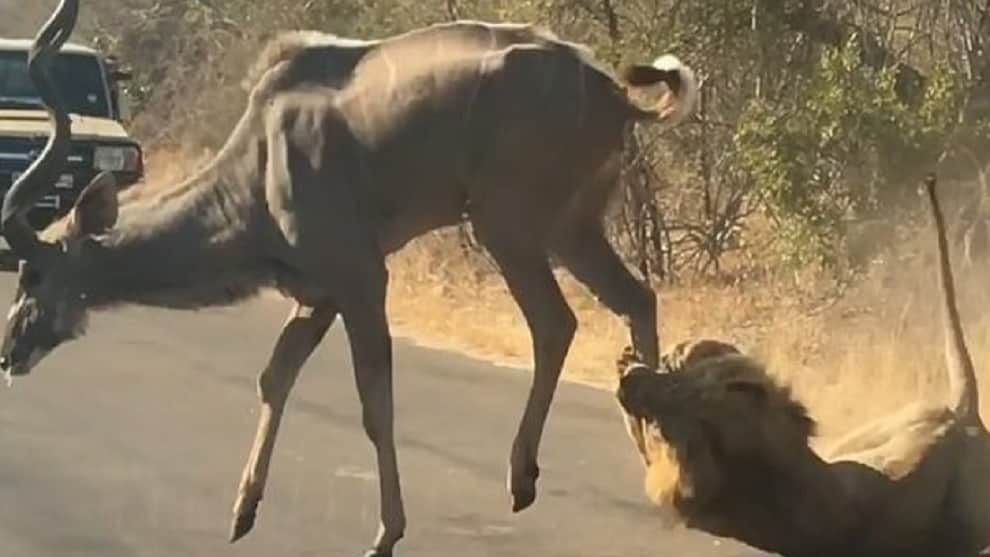 León ataca y devora a un antílope al frente de varios turistas