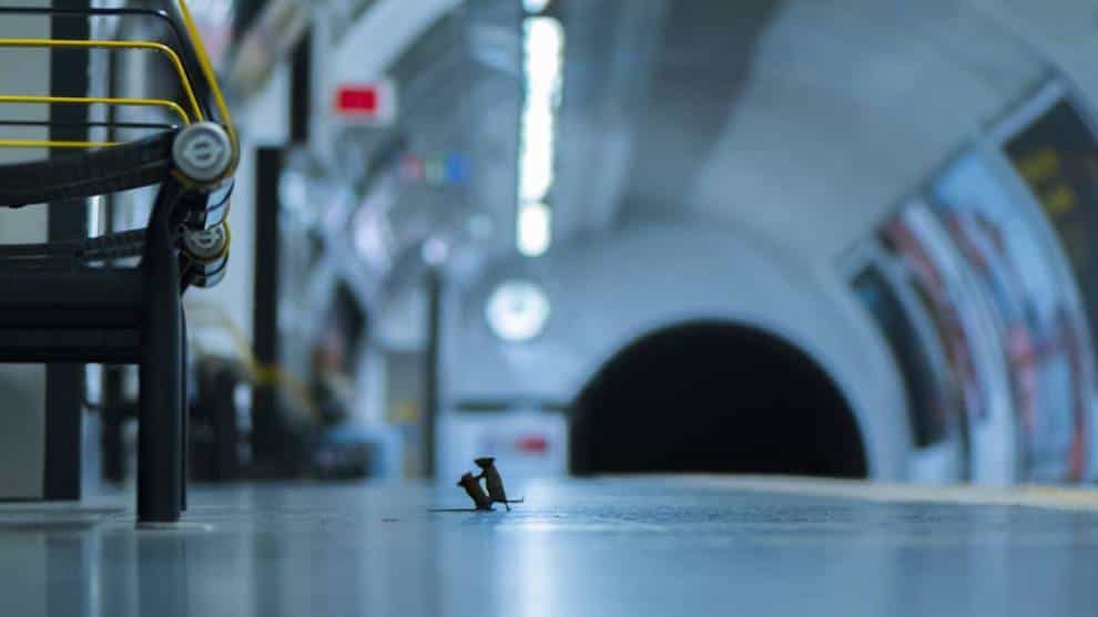 Pelea de dos ratones en el metro