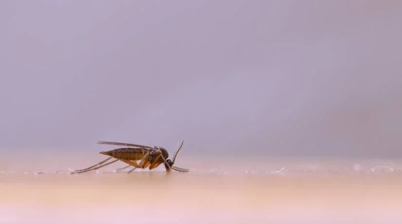 ¿Por qué no debe pisar las cucarachas?