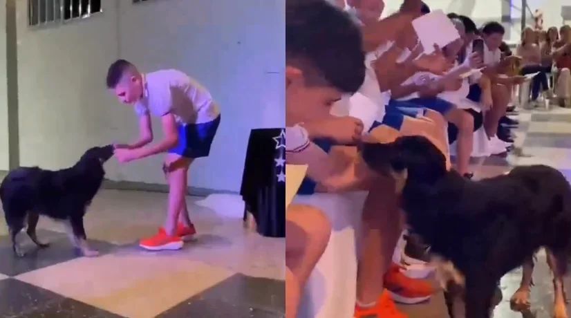 Perrita recibió medalla por su fidelidad en una escuela en Argentina