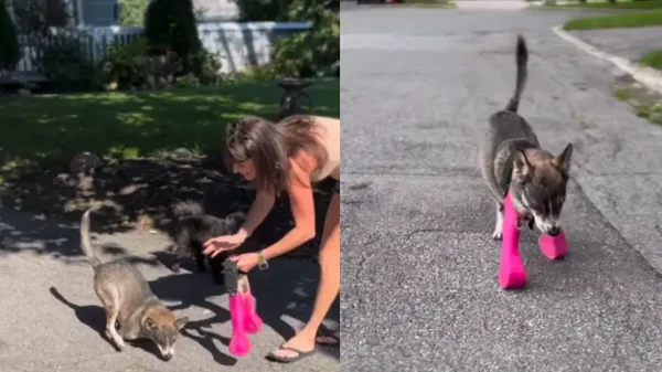 ¡Qué emotivo! Esta fue la reacción de una perrita al caminar por primera vez con sus nuevas prótesis ¡Qué emotivo! Esta fue la reacción de una perrita al caminar por primera vez con sus nuevas prótesis