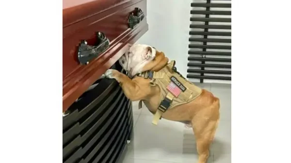 Conmovedora imagen: perrito se sentó al lado del ataúd de su dueño para despedirlo Conmovedora imagen: perrito se sentó al lado del ataúd de su dueño para despedirlo