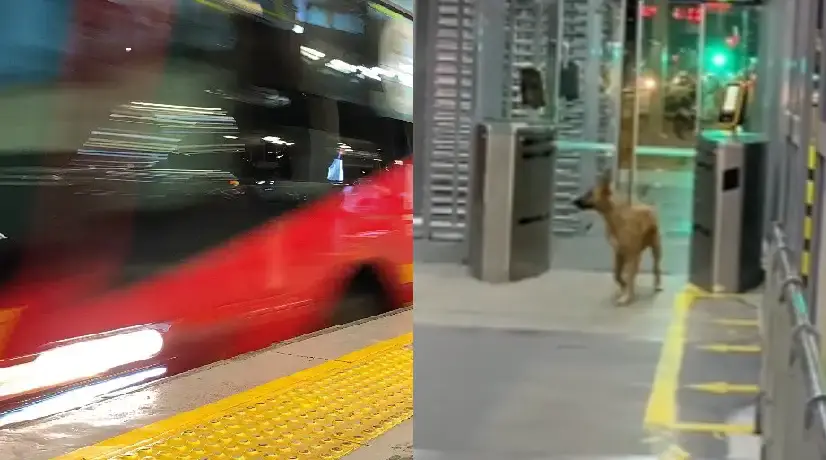 Perrito ‘aprendió’ a colarse en Transmilenio
