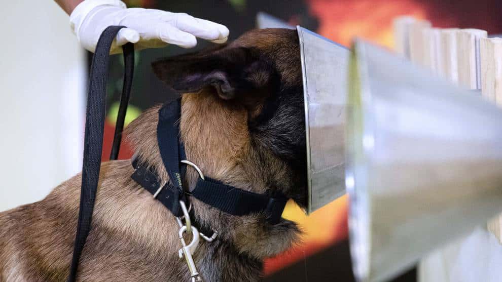 Perros en Francia están siendo entrenados para que detecten el coronavirus