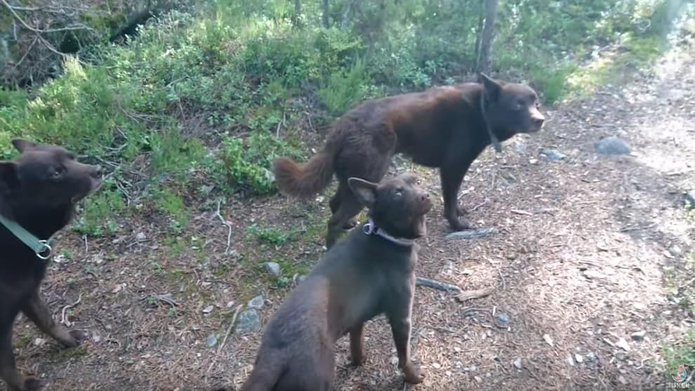 Perros se quedan como estatuas por fantástico truco.