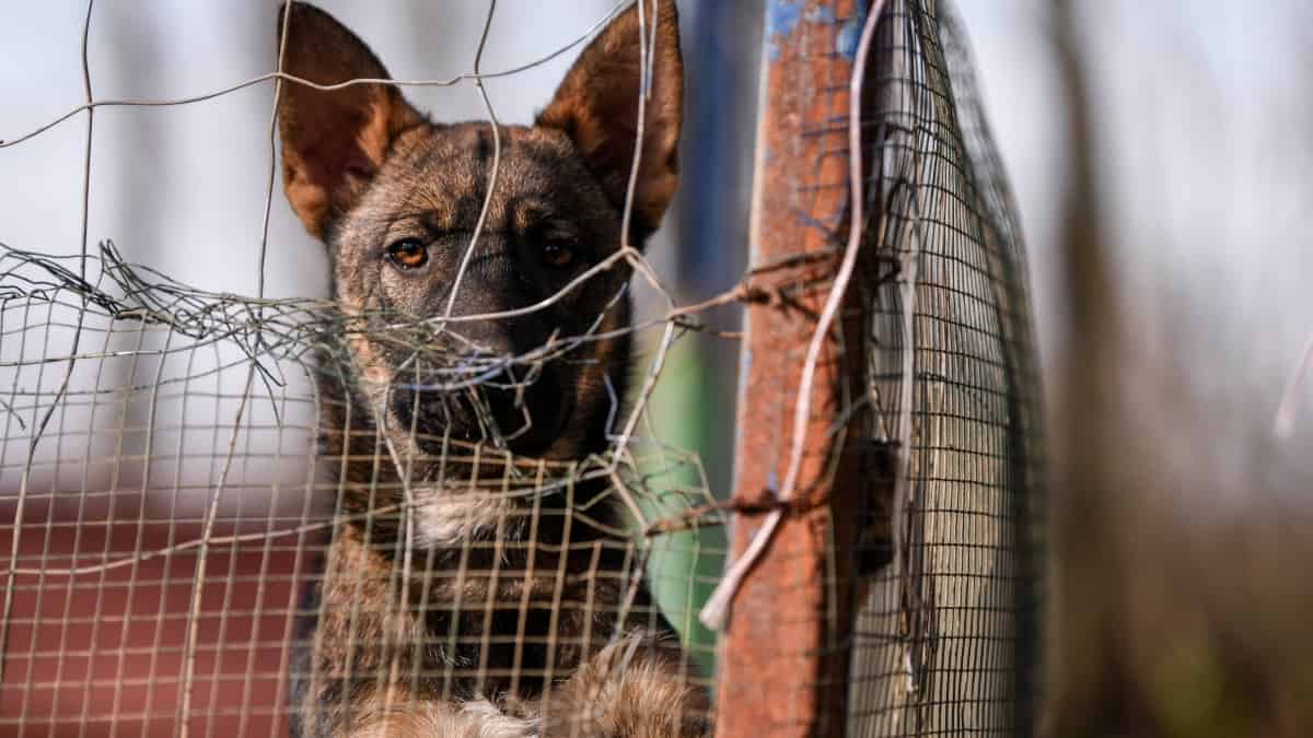 Nuevo caso de maltrato animal: perrito fue atropellado y no recibió atención en Bogotá