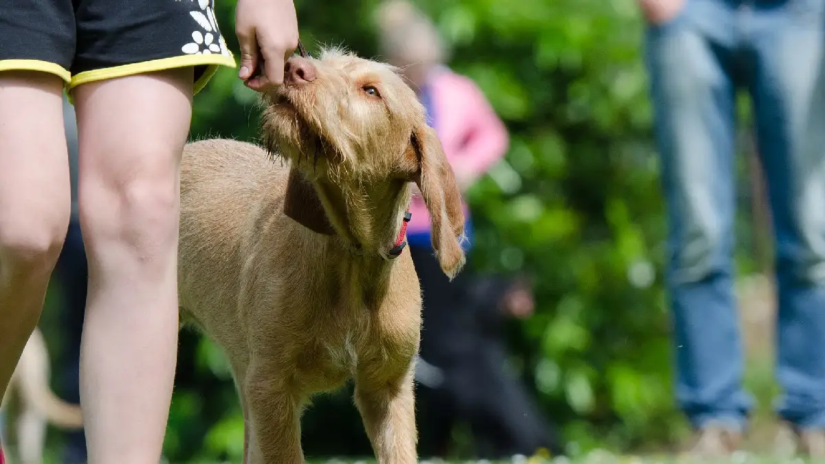 ¿Cómo hacer que su perro obedezca cuando lo llama?