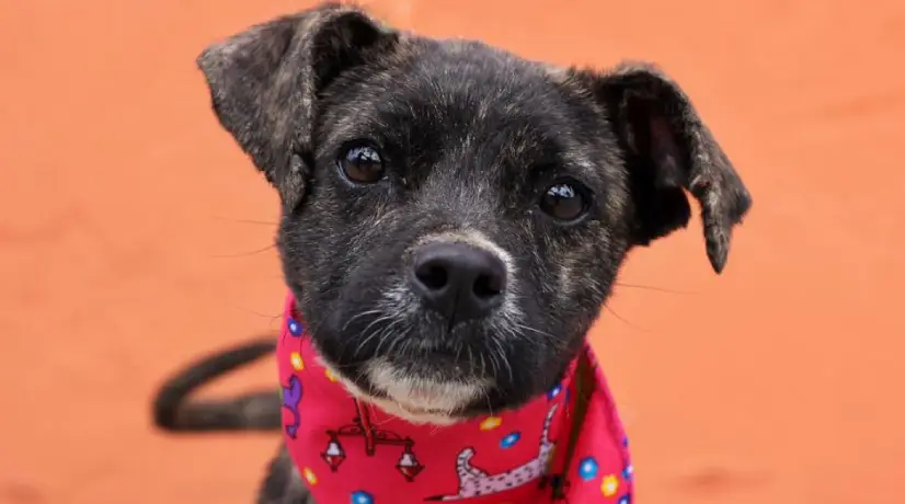 Cómo adoptar perros o gatos en Bogotá