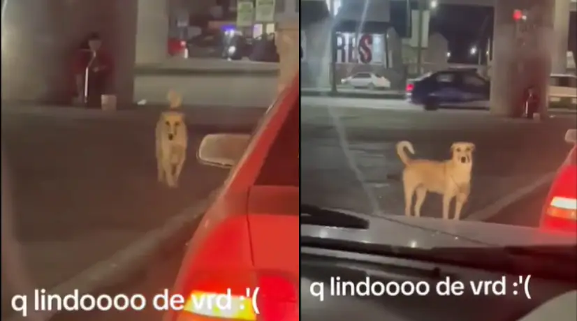 ¡Qué conmovedor! Perro ayuda a su dueña en aparente estado de discapacidad a pedir dinero en los semáforos