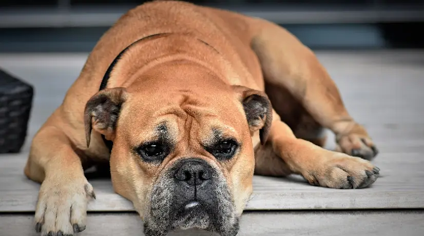 Foto: Pixabay Perro disparó a con fusil a un hombre