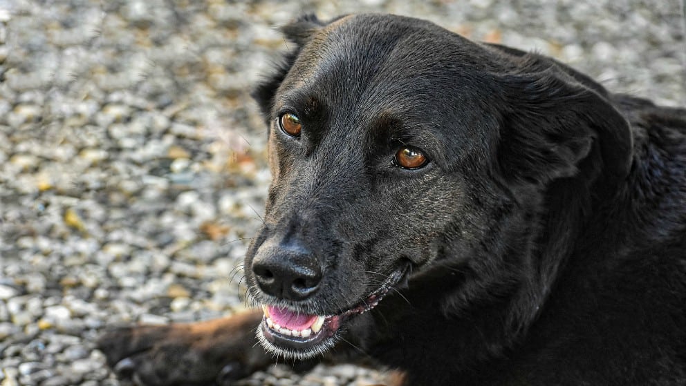 Video: perro 'pidió' a lustrabotas que limpiara sus patas