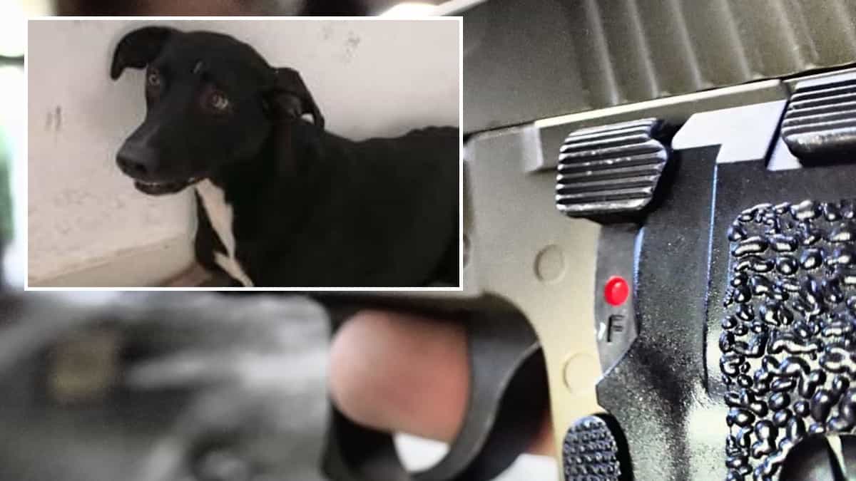 Maltrato animal en Tolima