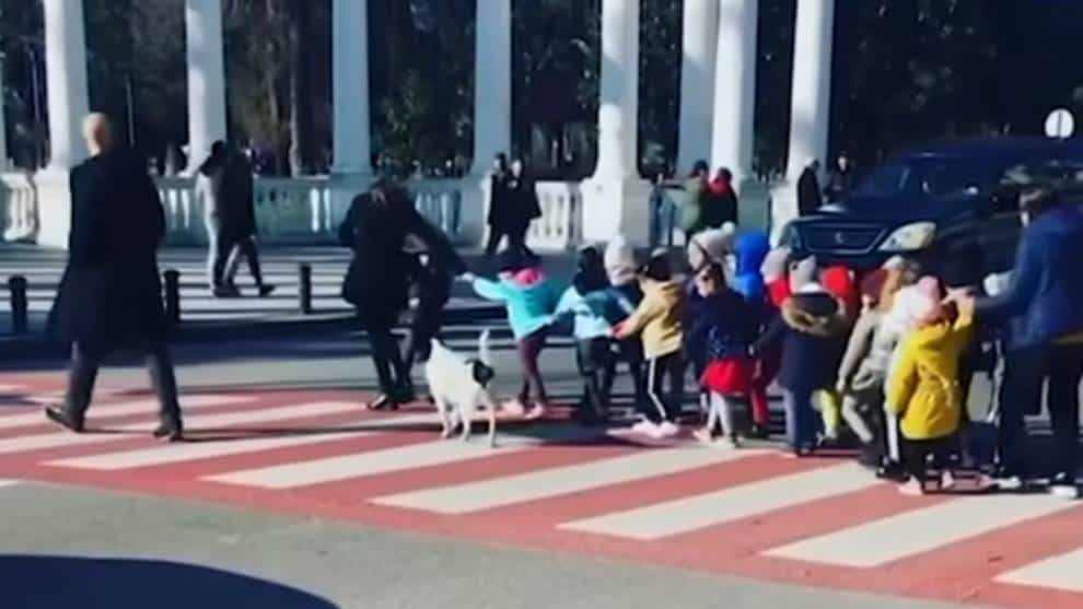 El canino les ladra a los automóviles para que se detengan.