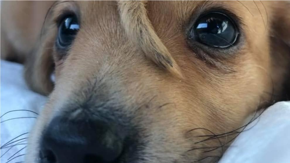El perrito que nació con una cola en el centro de la cabeza