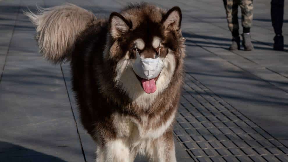 Perro con coronavirus sería el primer caso de contagio humano a un animal