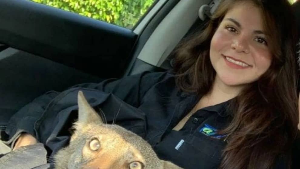 Mujer creyó que había rescatado un perro herido y resultó ser un peligroso coyote