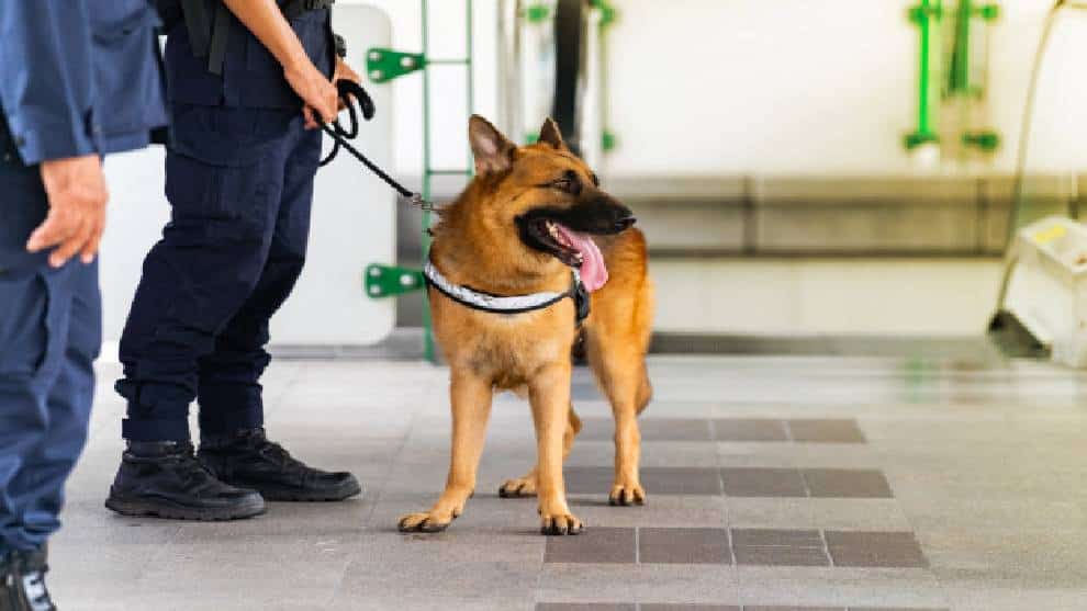 Perros serán encargados de diagnosticar coronavirus en aeropuerto de Finlandia