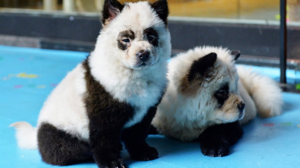Polémica por negocio que tiñe perros para que parezcan osos pandas