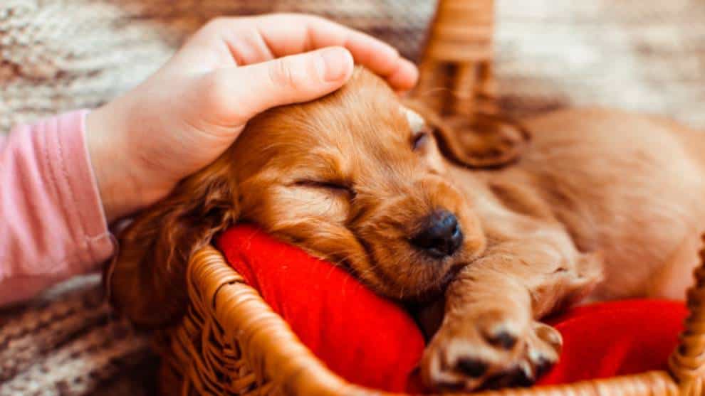 Imagen prueba por qué el perro es el mejor amigo del hombre