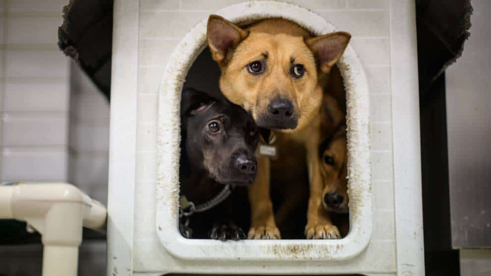 ¿Los perros pueden detectar el coronavirus en humanos?