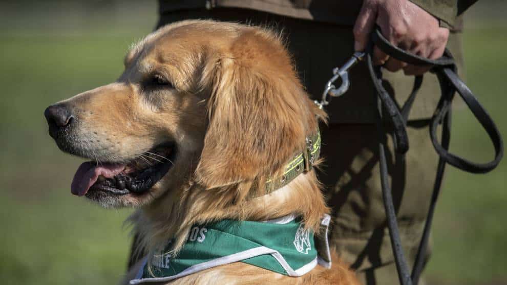 Chile inicia a entrenar perros para detectar contagiados con coronavirus