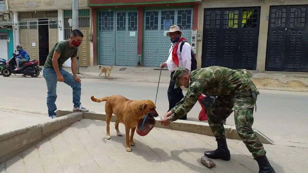 Perros calle Ejército