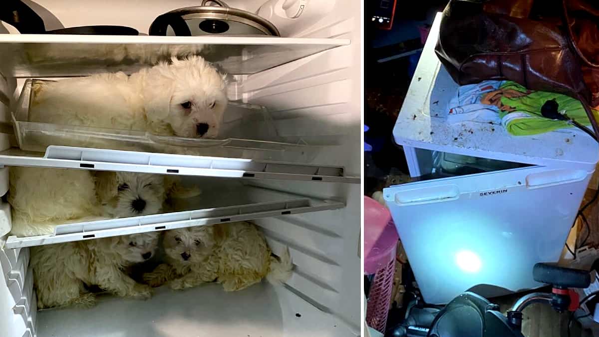 Perros rescatados en Colonia, Alemania