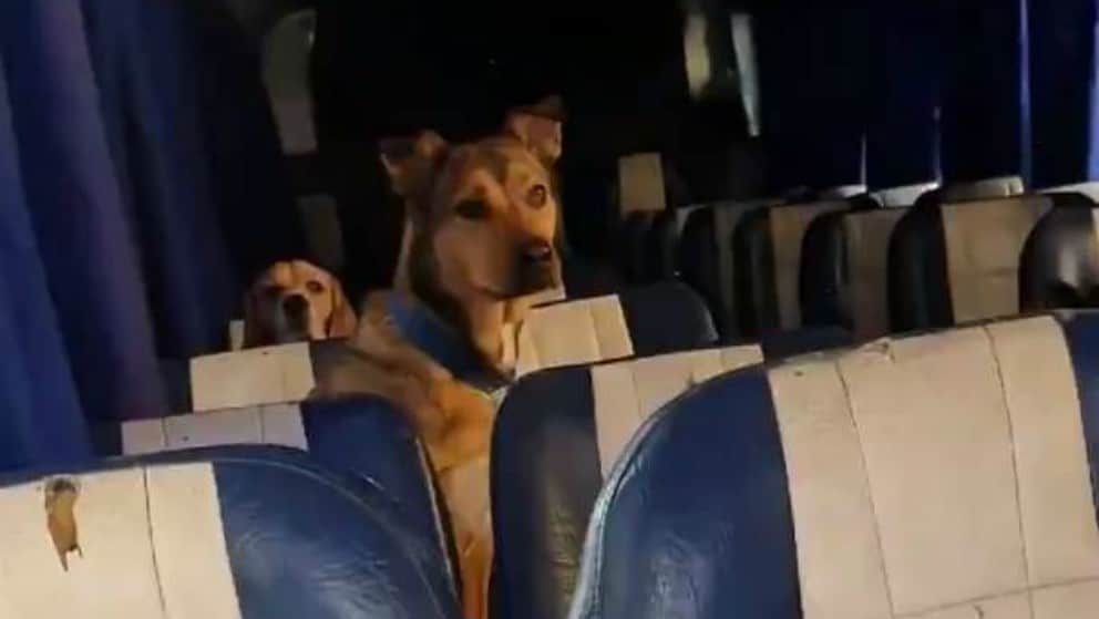 Paseador de perros recoge y transporta a los caninos en un bus escolar