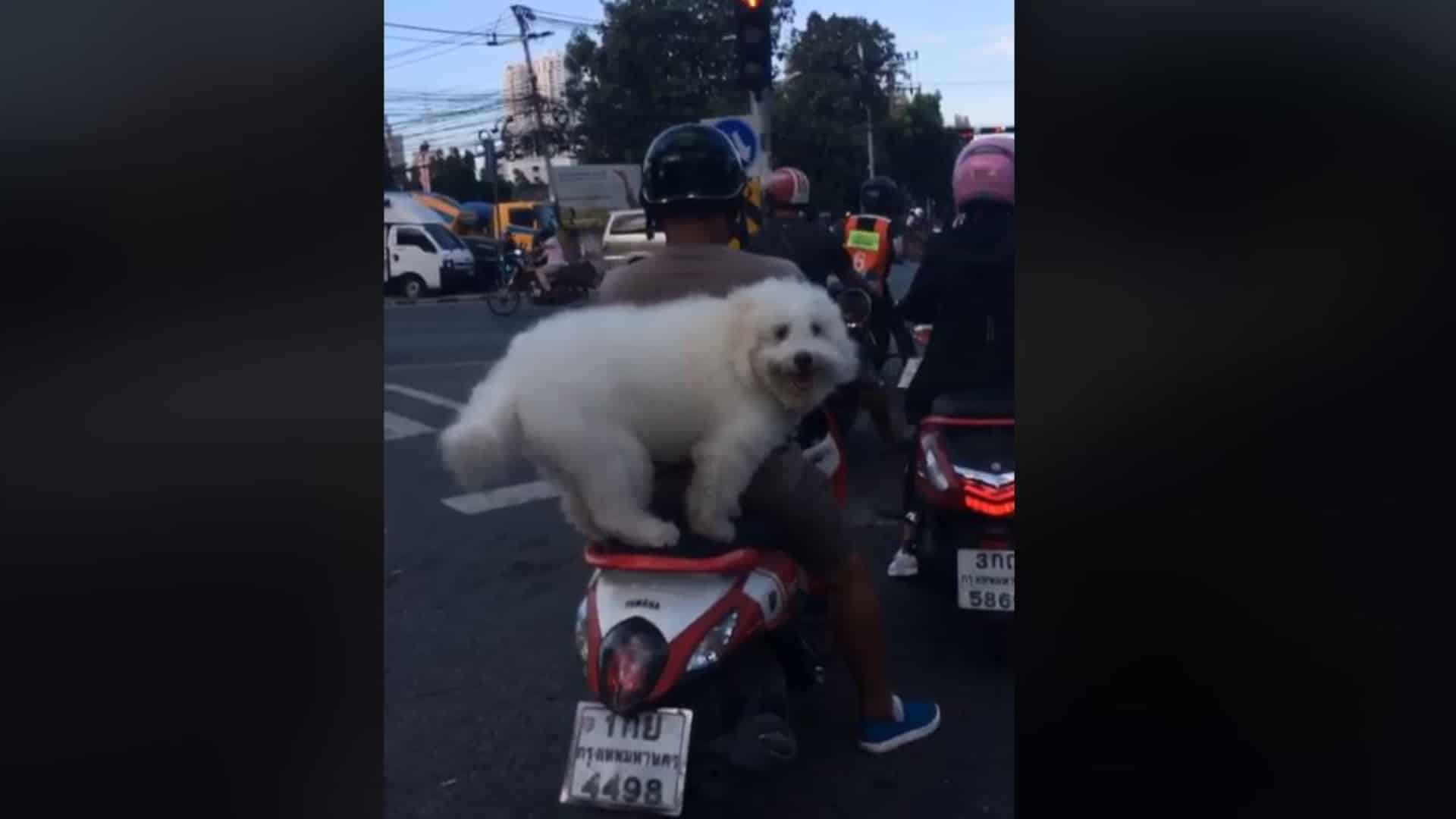Perro pasajero moto: video Tailandia
