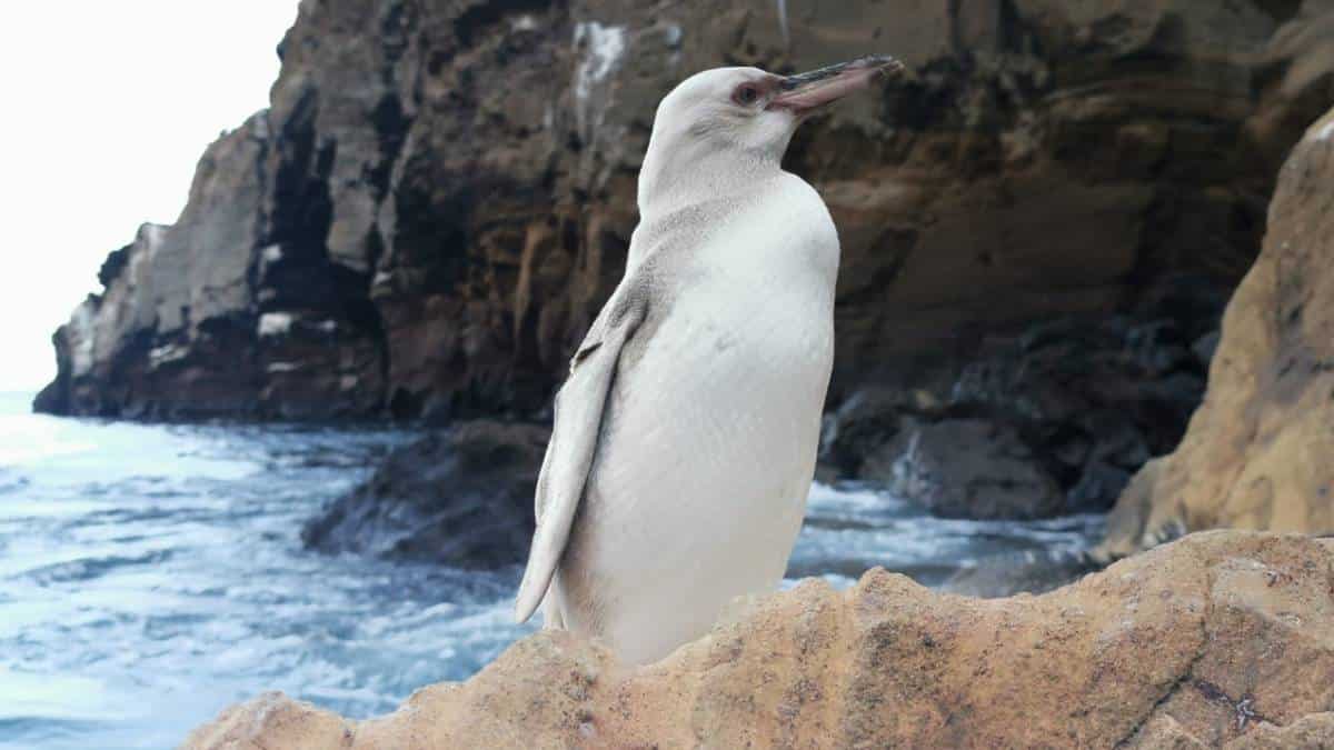 Descubren un peculiar pingüino blanco en las islas de Galápagos
