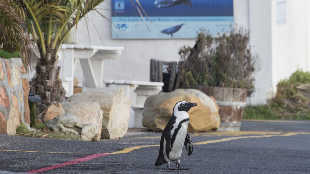 Los animales disfrutan del confinamiento humano y estas fotos lo demuestran