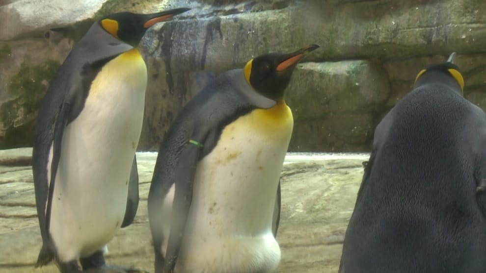 Pareja de pingüinos del mismo sexo "adoptan" un huevo intentando tener una cría
