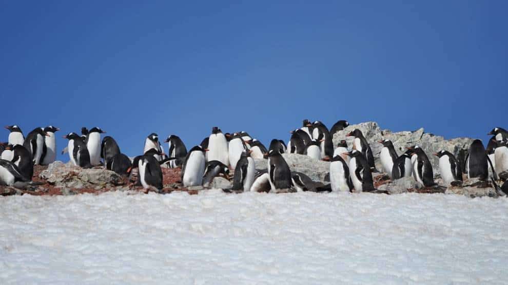Hallan restos de microplásticos en pingüinos de la Antártida