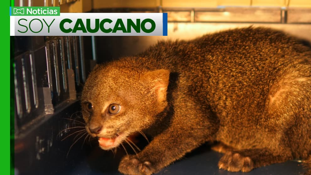 Rescate de felino en Cauca