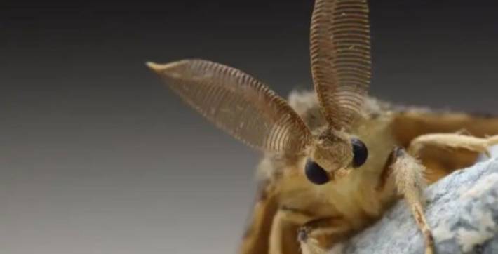 Polillas gitanas, la nueva amenaza para Estados Unidos