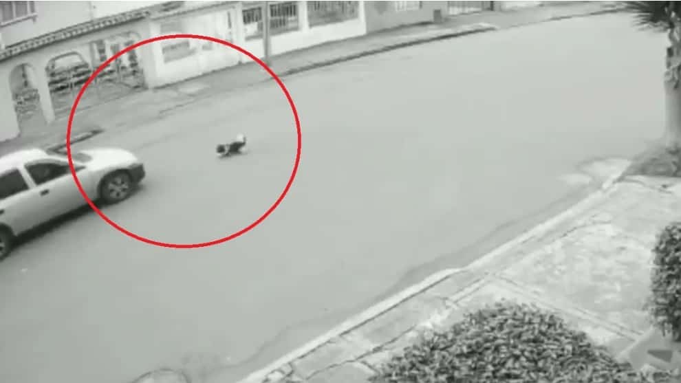 Carro atropelló a un perrito en el norte de Bogotá y huyó sin auxiliarlo